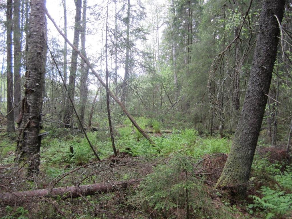 14 Jaskaranlammin metsä (2,4 ha) on Koikeroinen-järven Jaskaranlammin koillispuolella sijaitseva