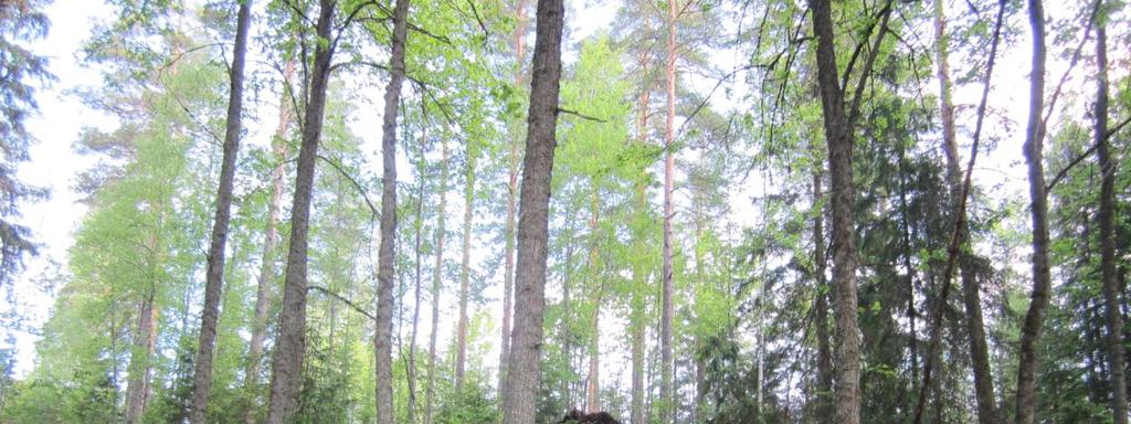 Yli 100 lehmuksen lisäksi lehdosta löytyy mm. kuusamaa (Lonicera xylosteum), näsiää (Daphne mezerum) ja lehtoorvokkia.