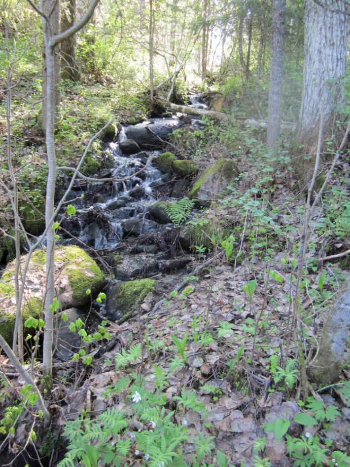 Koijärven laskupuron lehmusmetsä (0,68 ha) sijoittuu Kyrönlahden Koijärvestä Näsijärveen laskevan puron varrella Huippurikuusenmäen lounaispuolella.