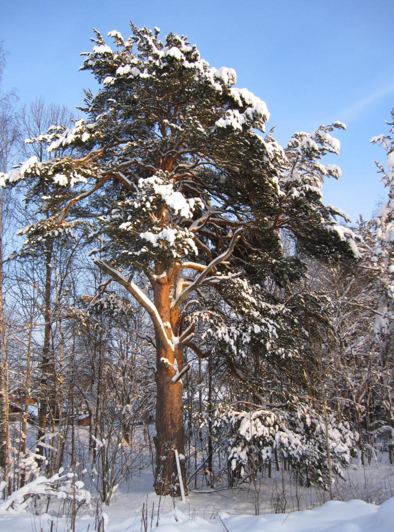 Yksittäisinä puina ne ovat luonnollisesti haavoittuvia.