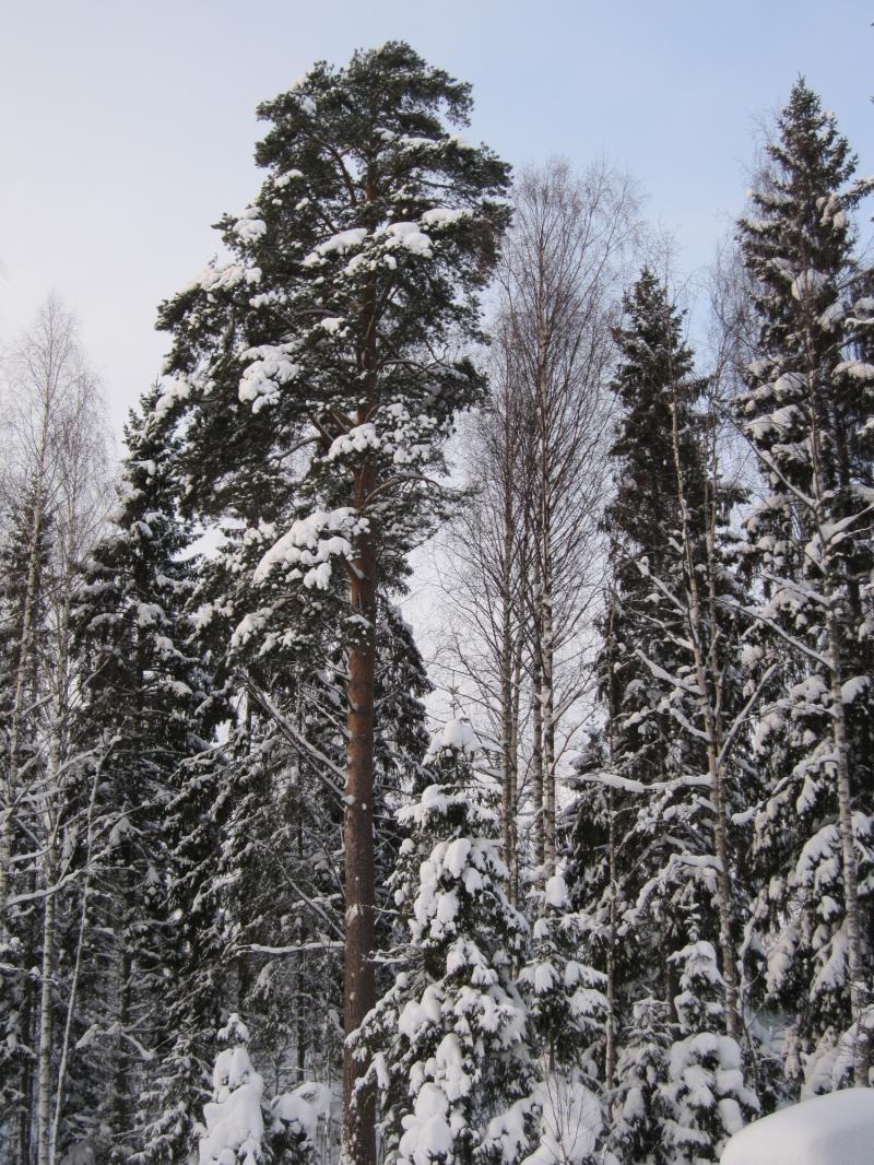 1965), Ylöjärven Pihkaperän Kesäpirtin alueella (v.
