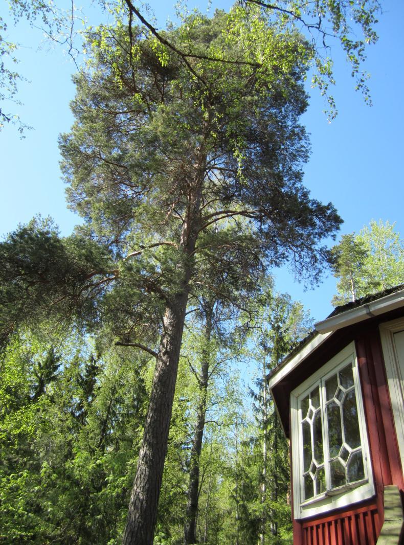 1993) ja Siivikkalassa Käkimäentien varrella (v. 2000). Kohteet ovat hyvässä kunnossa.