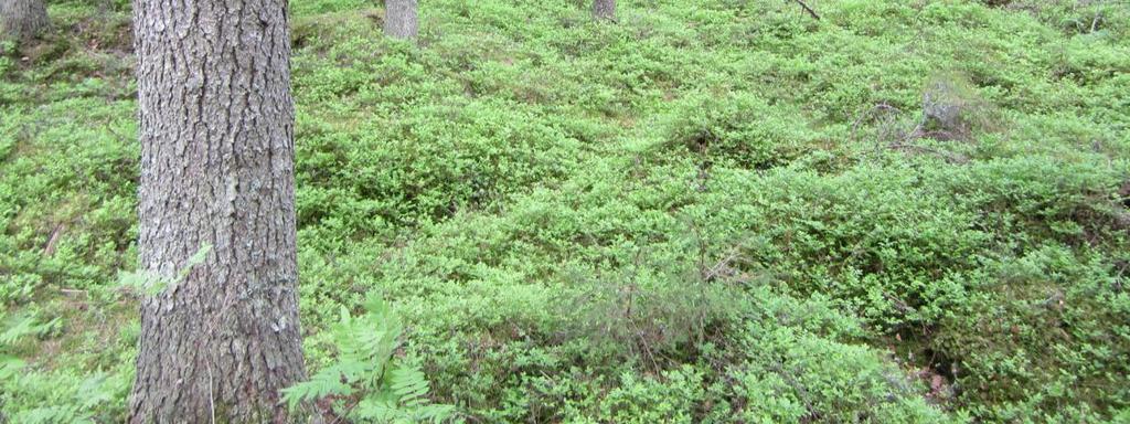 Metsäalueen luontodirektiivin luontotyypit ovat pääosin boreaalisia luonnonmetsiä (76 %) ja osin puustoisia