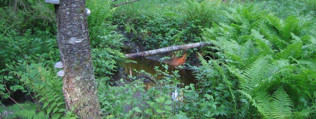 raidankeuhkojäkälä, kalkkikiertosammal (Tortella tortuesa), metso, pohjantikka, palokärki ja uhanalainen
