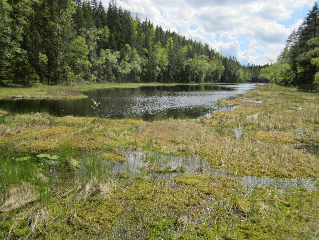 Kohde on vasta kehittymässä todelliseksi aarniometsäksi.