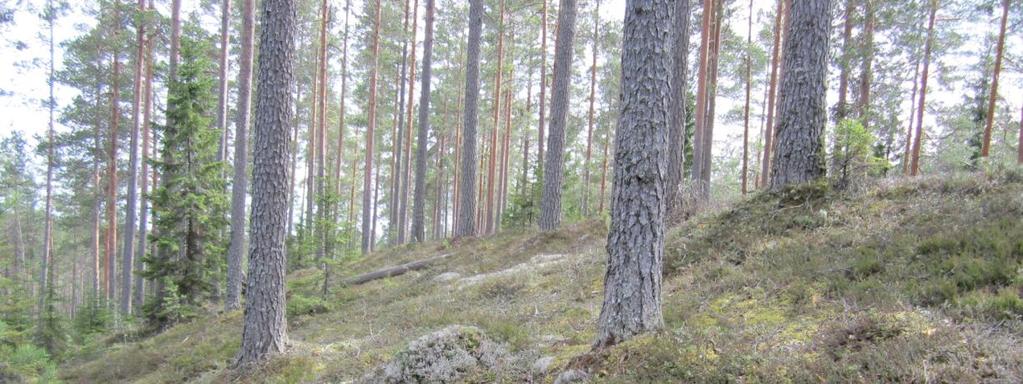 23 Pinsiön-Matalusjoki (vain n. 1,5 ha lehto- ja lähdeosa on Ylöjärven puolella, yht.