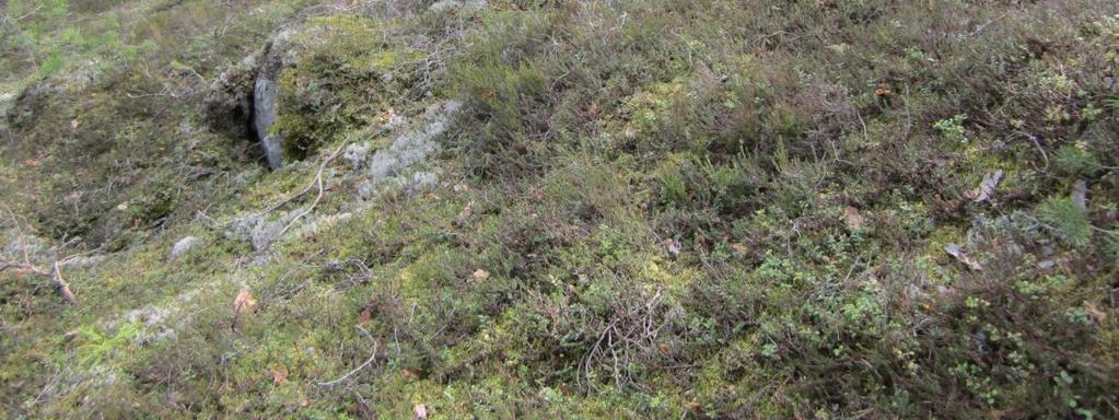 Luontotyyppeinä kohteella ovat pikkujoet, purot ja lehdot. Joen kokonaispituus on 13 km ja jokihelmisimpukka elää joessa kahden kilometrin matkalla.
