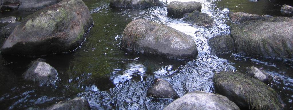 Jokihelmisimpukan ohella harvinaisemmasta lajistosta mainittakoon uhanalainen koskikara, silmällä pidettäviin luokiteltavat saukko ja kantokorvasammal (Jungermannia leiantha) ja melko harvinainen