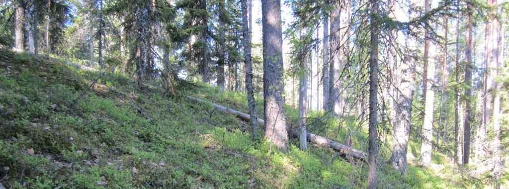 27 Kuva. Lintuharjun valtakunnallisesti arvokasta harjua Ylöjärven puolelta.