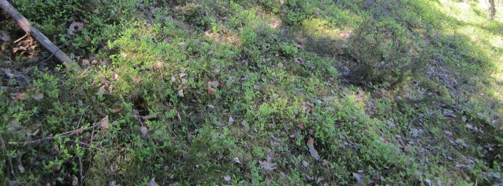 Harju on erittäin merkittävä geologisesti, maisemallisesti ja monikäytön kannalta.