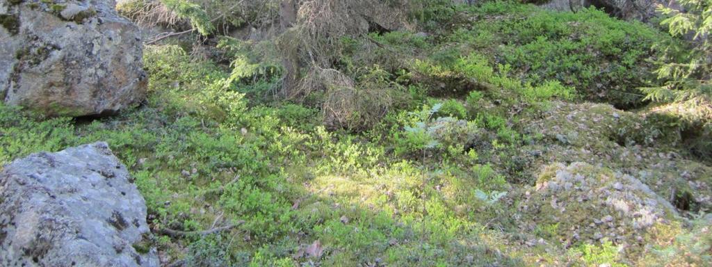 Kaitijärven kallio (25,38 ha) Kaitijärven pohjoispuolella on pystyseinäinen järveen rajoittuva kallioalue, joka on maisemallisesti merkittävä.