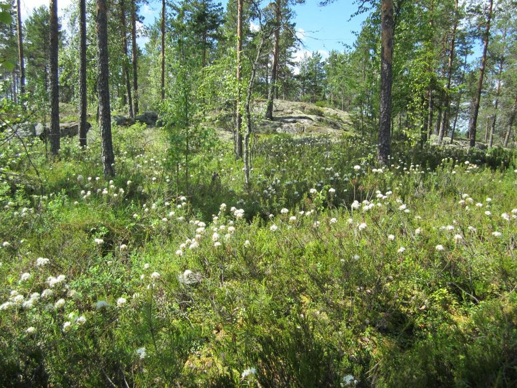 32 linen Jorrinoja korpineen täydentää varsin koskemattomana säilyneitä kalliolakien kasvillisuutta.