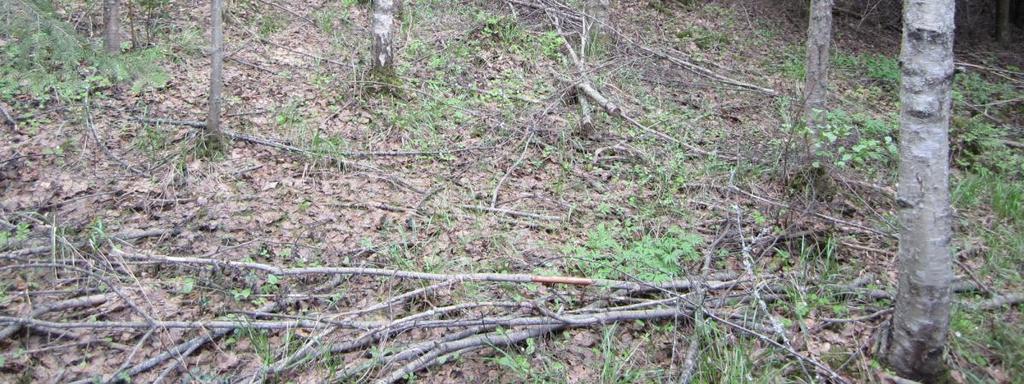Muodostuma on pituudeltaan noin 300 metriä ja leveimmillään yli 100 metriä. Kasvillisuudeltaan Myllymäen reunamoreeni on tuoreen kangasmetsän mustikkatyypin metsää.