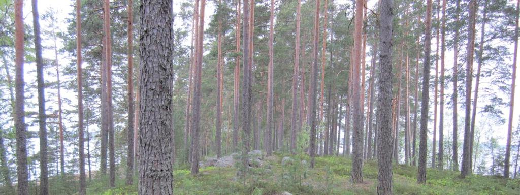 Pienkohteenkin voi rauhoittaa kuitenkin eräissä tapauksissa esim. luonnonmuistomerkiksi.