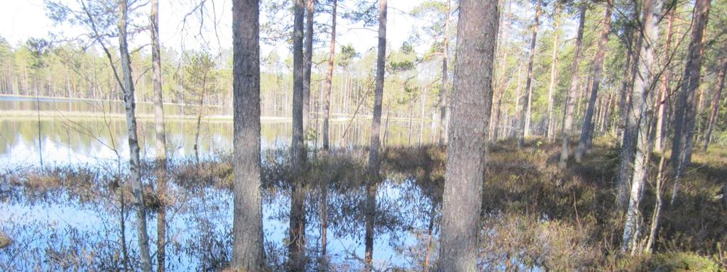 39 Kalliokeuhkojäkälä (Lobaria scrobiculata) on kallioilla viihtyvä, vaarantuneeksi luokiteltava jäkälä, joka aiemmin luokiteltiin vain silmällä pidettäviin lajeihin.