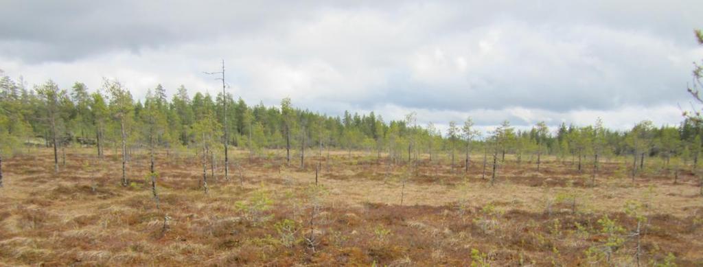 Suojelualueella sijaitsee myös täysin luonnontilainen, pieni humuspitoinen lampi Liinalampi ja myös ympäröivä Liinalamminneva on luonnontilainen suoalue.