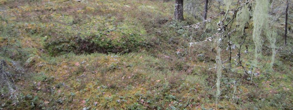 Edellisten lisäksi lintudirektiivin lajeista mainittakoon pyy (Bonasa bonasia) ja muusta lajistosta naavamittari (Alcis jubatus).