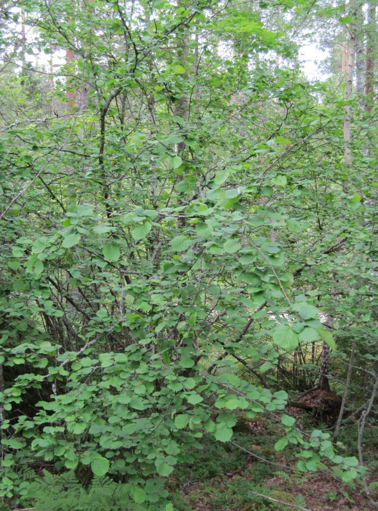 Natura 2000 verkostoon kuuluu 58 ha, joten kohteesta on rauhoitettu vuosien 2006-2011 aikana noin 65 %. Alhonlahdelle on tehty kunnostussuunnitelma, jota on myös toteutettu muutaman vuoden aikana mm.