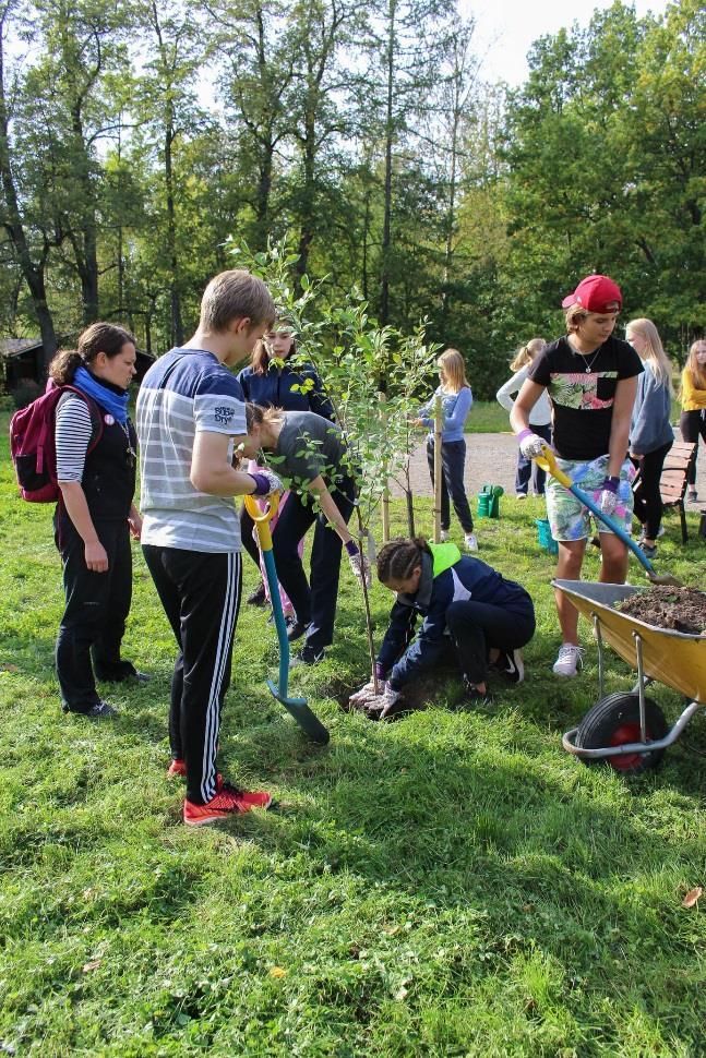 Leirikoululaiset istuttivat kouluilleen 20 nimikkokirsikkapuuta sekä 40 syreenintainta. Kansainvälisen työleirin osallistujat rakensivat köynnöskäytävän ja osallistuivat muutenkin rakentamiseen.