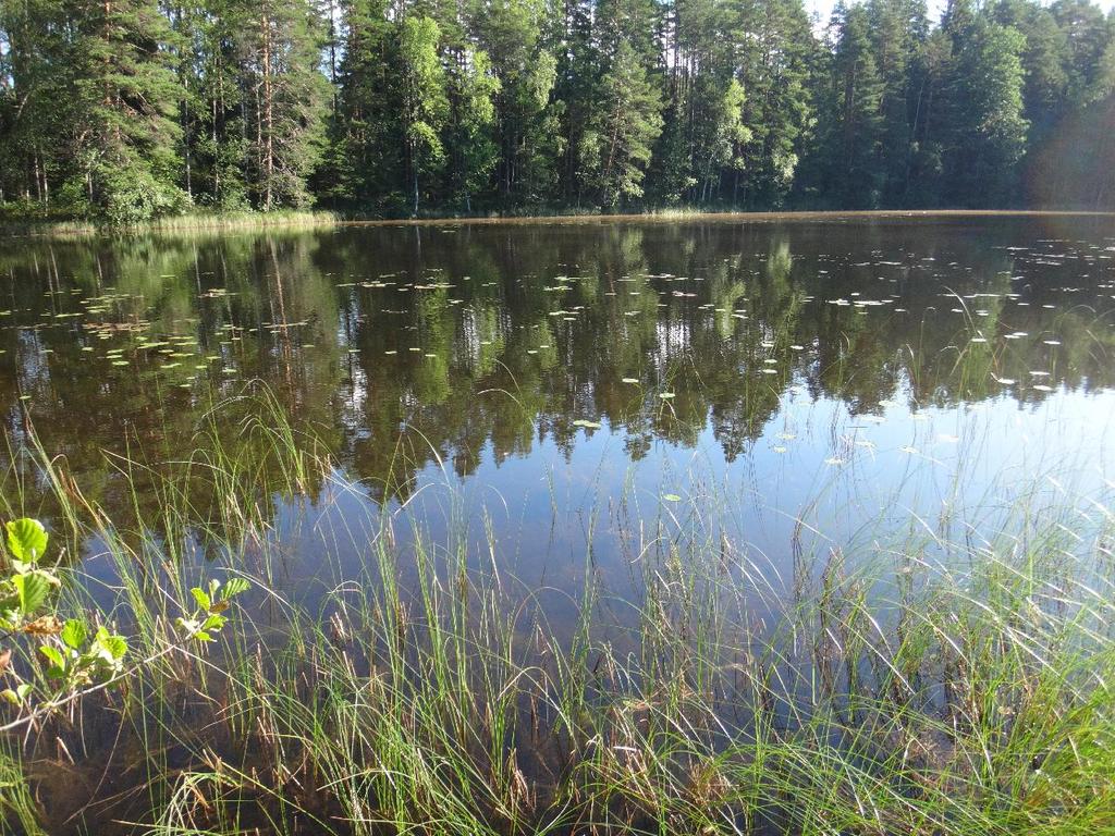 2 / 3 Kaitalammi 3.8.2017. Kuva: Arto Muttilainen Tulokset Pienten järvien ryhmään kuuluvan Kaitalammin eteläosassa olevan havaintopaikan kokonaissyvyys oli 3,5 m.