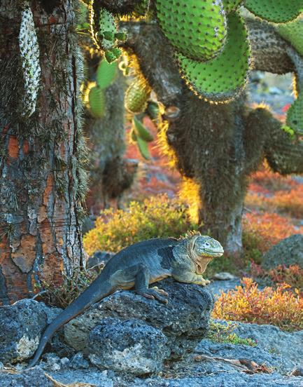 Luontoristeily Galapagossaarilla ja Ecuadorin Andit Lennämme KLM:n hyvillä yhteyksillä suoraan Ecuadorin pääkaupunkiin Quitoon, jonka espanjalaiset perustivat vanhan inkahallintokeskuksen päälle