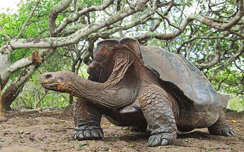 Ti 7.11.2017 Galapagos, San Cristobal: Galapaqena ja Luontokeskus.