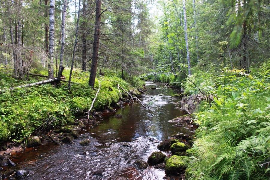 Vesi kalastuksen aikaan normaalikorkeudella ja väriltään melko kirkasta (näkös. >1 m). Pohjan aines pääasiassa pientä (45 %), jonka lisäksi tasaisesti isompaa kiveä, hienompaa ainesta ja soraa.