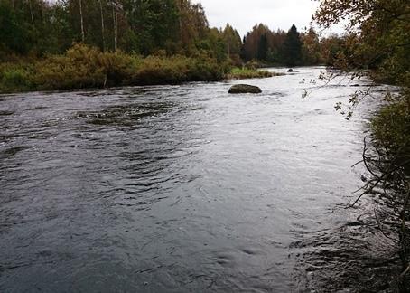 S6 Pyhäjoki, Haapakoski koordinaatit (ETRS-TM35FIN) 7114149-416950 Pinta-ala 181,5 m 2 Vesisyvyys, pääluokka Pintavirran-nopeus, keskim. 41 60 cm 20 70 cm/s Veden lämpötila 13,6 C Vesikasv.