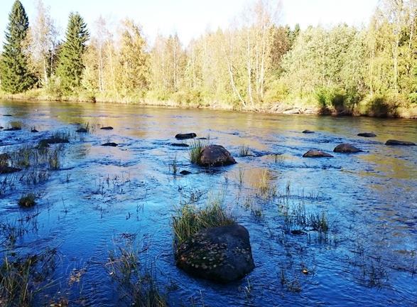 Vesi keskimääräistä korkeammalla ja koealan kohdalla itärannalla vuolas ja virtaus, jonka vuoksi kalastettu noin 30 m ylempää saaren välistä Koealan pohjamateriaali koostui pääosin isosta kivestä,