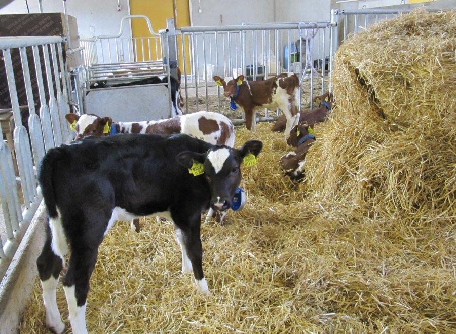 15 Kuva 3. Suurpaali ryhmäkarsinassa helpottaa kuivitustyötä sekä antaa vasikoille mahdollisuuden levittää olkea itse tai kaivautua lämpimään "pesään". (Hukkalan tilan www-sivut.