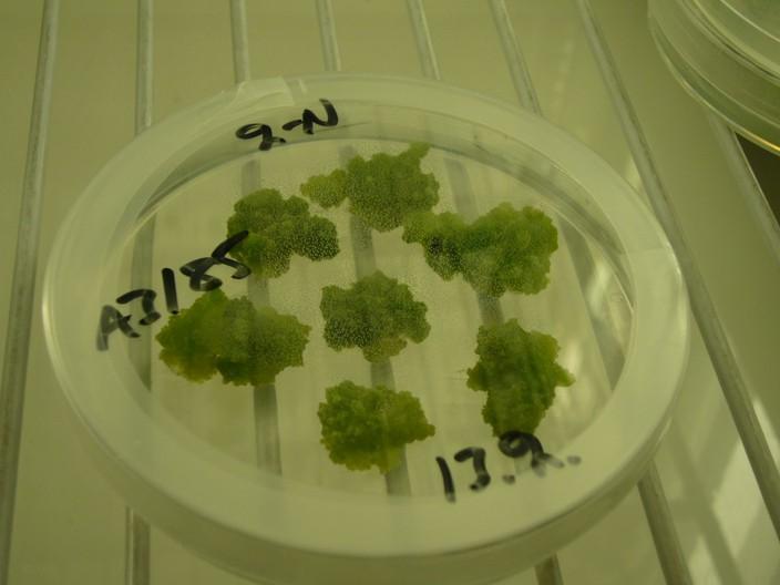 25 2. Aineisto ja menetelmät 2.1. Kuusen solukkoviljely Kalluskasvatus Kuusen (Picea abies L. Karst.) solukkolinja A3/85 (kuva 2.1) on aloitettu siemenen kypsymättömästä alkiosta.