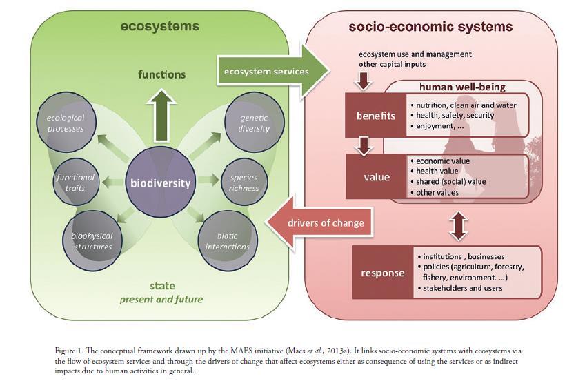 Lähde: Science for Environment Policy (2015) Ecosystem Services and the Environment.