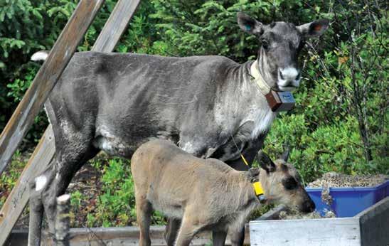 Taimiston avulla kaivos pystyy täyttämään kunnostusohjelman vaatimukset.