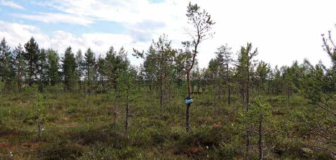 Taulukko 2. Aktiivisissa kartoituksissa havaittujen lepakoiden lukumäärät. Laji 1.-2.8.