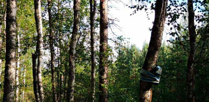 Osalla tuulivoimaloiden sijoituspaikoista esiintyy kuitenkin myös varttuneempia metsiä, mutta harvennettuina niistäkin puuttuvat lepakoille tärkeät kolopuut ja metsikön erirakenteisuus.