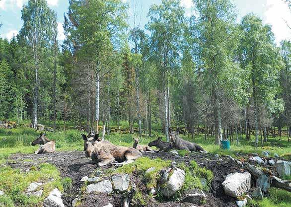 Finnskogen Arie en Thea Wolfert bereisden dit fraaie en historisch interessante gebied en laten ons in het volgende verhaal volop meegenieten 58 Arie Wolfert Finnskogen: Dat is de naam van het gebied