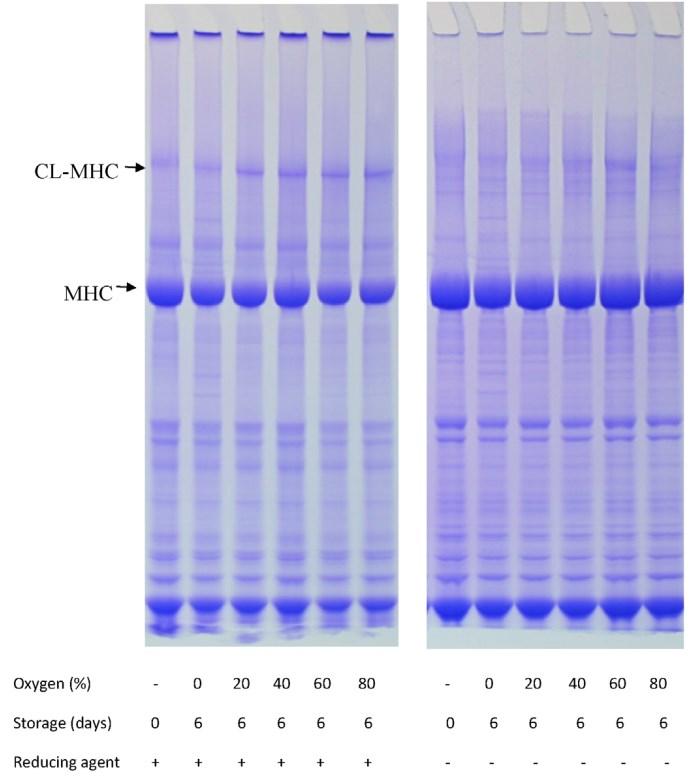 Water-binding in fresh meat and in cooked meat products Protein and