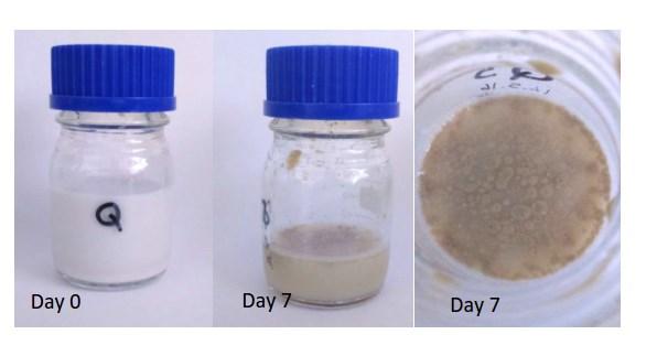 härkäpapu, amarantti, kvinoa Proteiinin digestio (trypsiini) hapettuminen