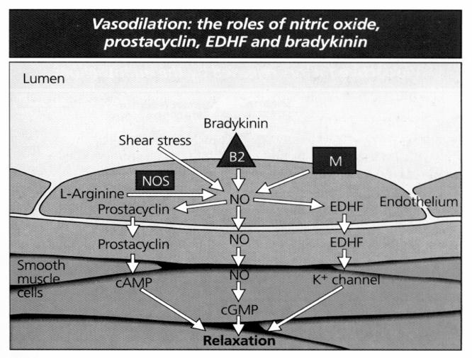 NEJM 2001;345:1689-1697 37 Verisuonten endoteeli 70 kiloisen aikuisen endoteelin