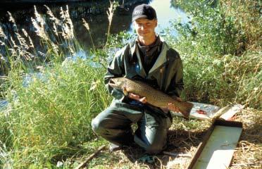 Taimenten liikkuminen seuranta-alueella Keväällä 1999 merkityistä seitsemästä meritaimenesta neljä vapautettiin Peruskosken padon yläpuolelle ja kolme taimenta padon alapuolelle.