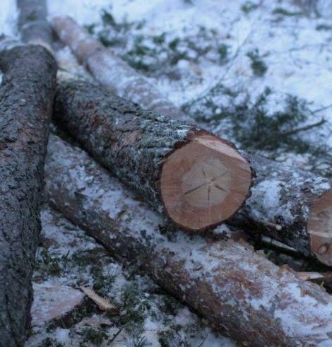 Metsänomistajan tulot tulevat tukista Tukiksi kelpaa ostajasta riippuen viisi metriä pitkät kauniit vähintään 16 senttiä latvasta olevat puunosat