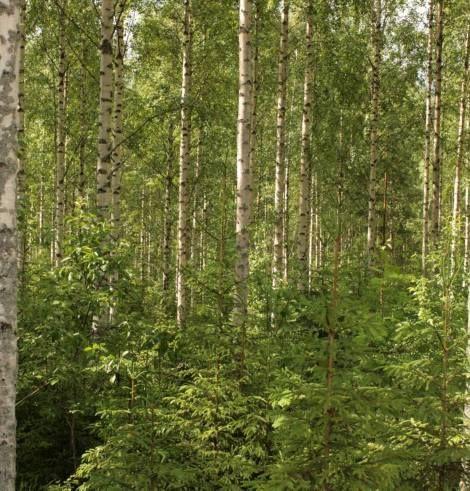 Kuusikko voi onnistua koivikon alle Kuusikon saattaa saada onnistumaan koivikon alle Kuusentaimikko