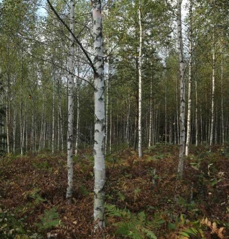 Koivu kaunis maankorjaaja heikolla tuotolla Koivu on nuorena nopeakasvuinen rehevien paikkojen lehtipuu Koivun ongelmana