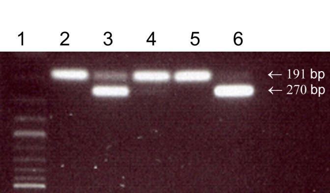 25 PCR-kitti (Venor GeM Advance, Minerva biolabs, Germany) tunnisti näiden neljän mykoplasman lisäksi M. fermentans, M. salivarium, M. pneumoniae, M. synoviae ja Ureaplasma-lajeja.