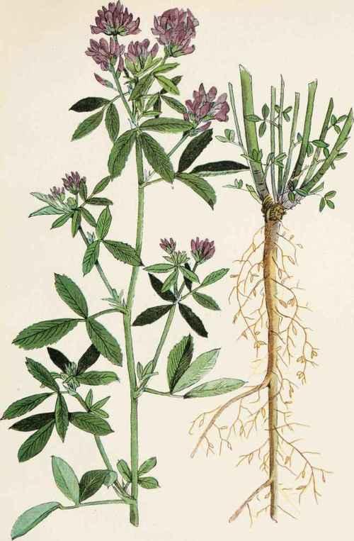 Lännenhirssi, Phalaris arundinacea.