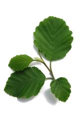 Mustapoppeli, Populus trichocarpa 47 Nopeakasvuisuutensa vuoksi pajuja hyödynnetään energiapuuna ja soveltuen