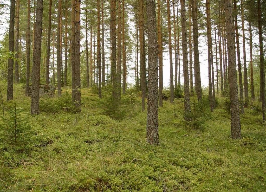 Tulotien asemakaava 3.5.2017 8 (32) latvojen ylitse. Kallion lakialueelta on näkymä luoteeseen läheiselle kivilouhokselle, jonka paljas rinne siintää puiden lomasta.