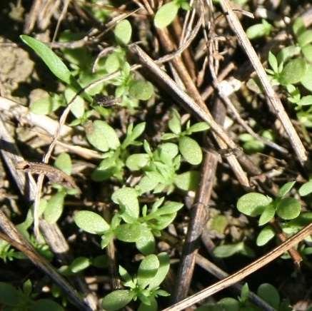 Satoikäisen kuminan kevätruiskutukset Ehdot onnistumiselle: 1. Varhainen ruiskutus rikat pieniä, esim. saunakukka maa kevätkostea kuminassa vasta vähän lehtialaa Mm. Goltix-teho tuolloin OK 2.