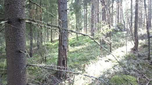 vanhaa, maaperä on rehevää