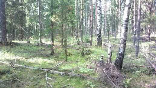 sekametsää Kuva 4.